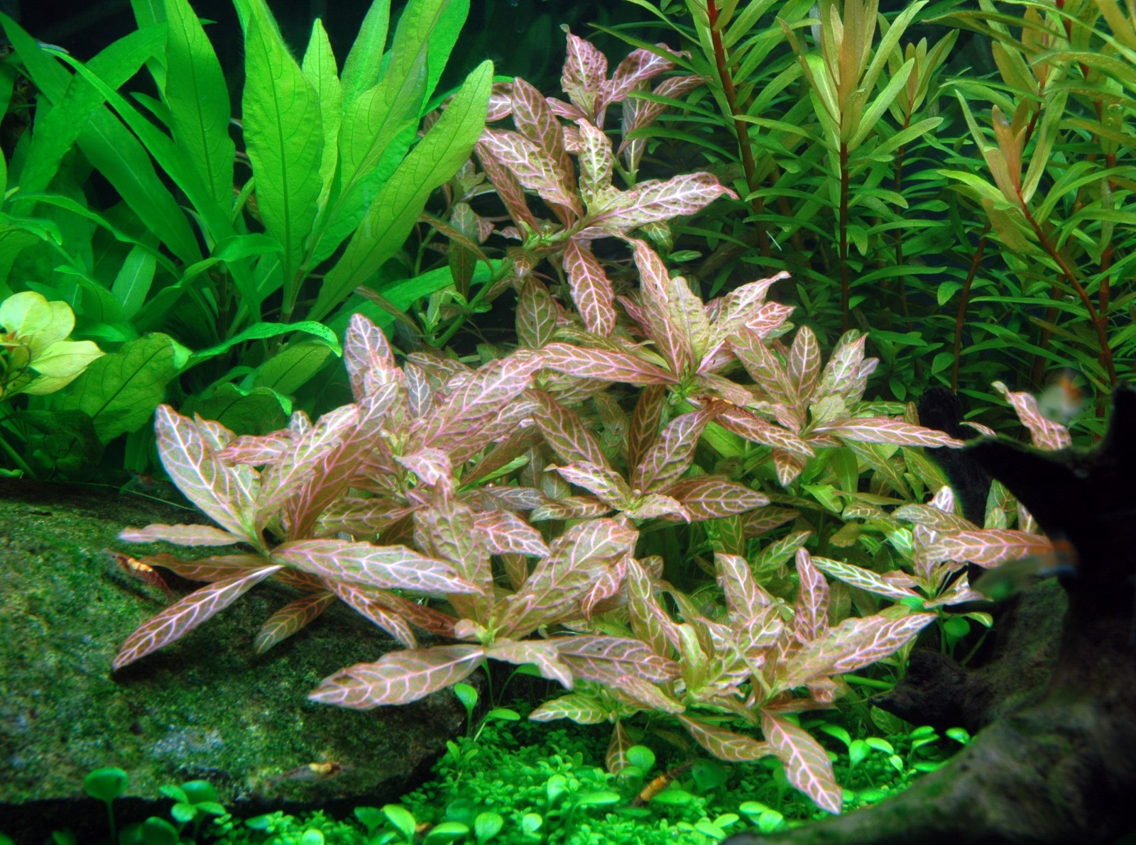 ’Sunset’-Wasserfreund - Hygrophila polysperma 'Sunset' ('Rosanervig') - Tropica Topf