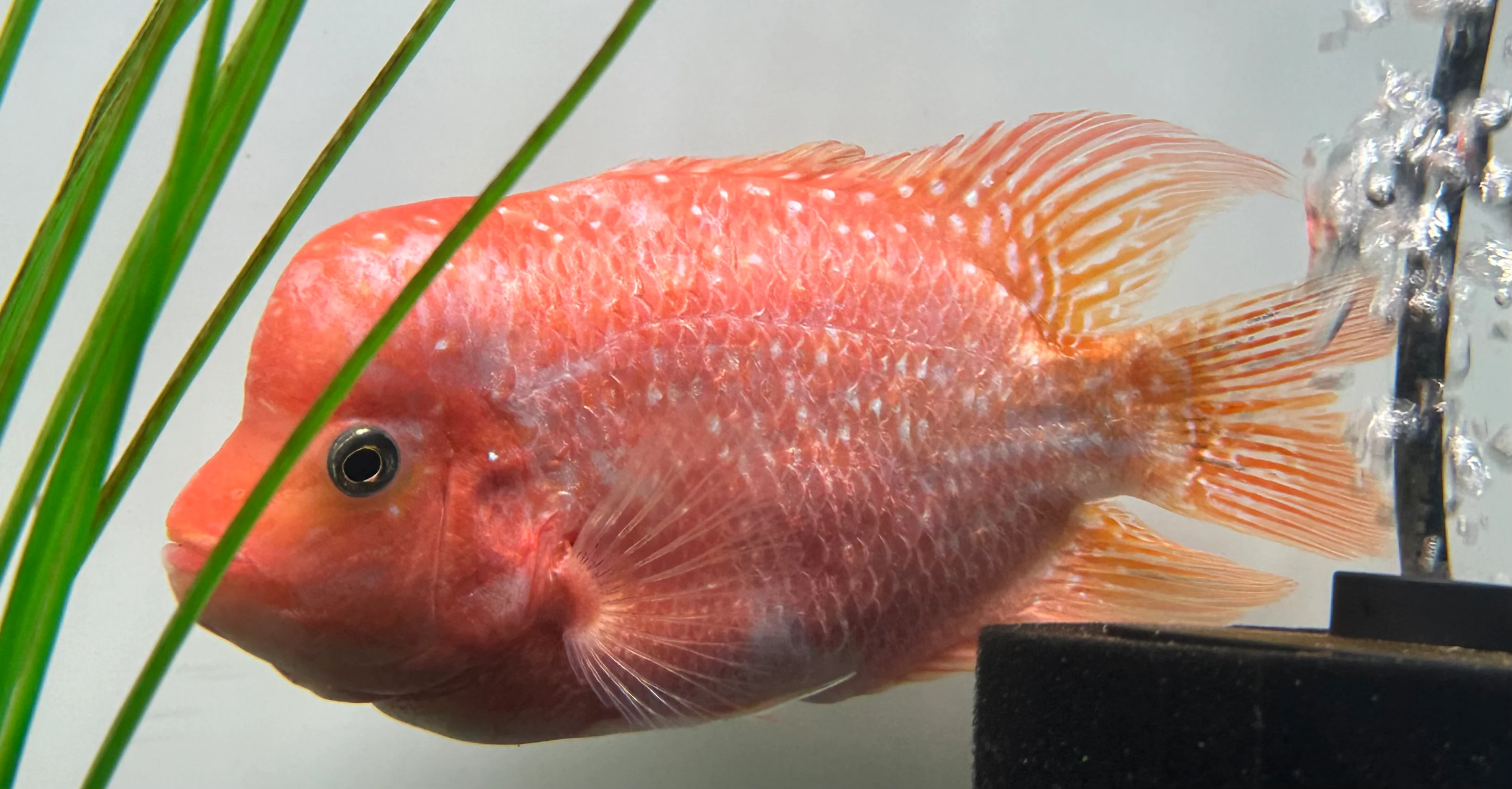 Large Mammon Hybrid Cichlid (7”)