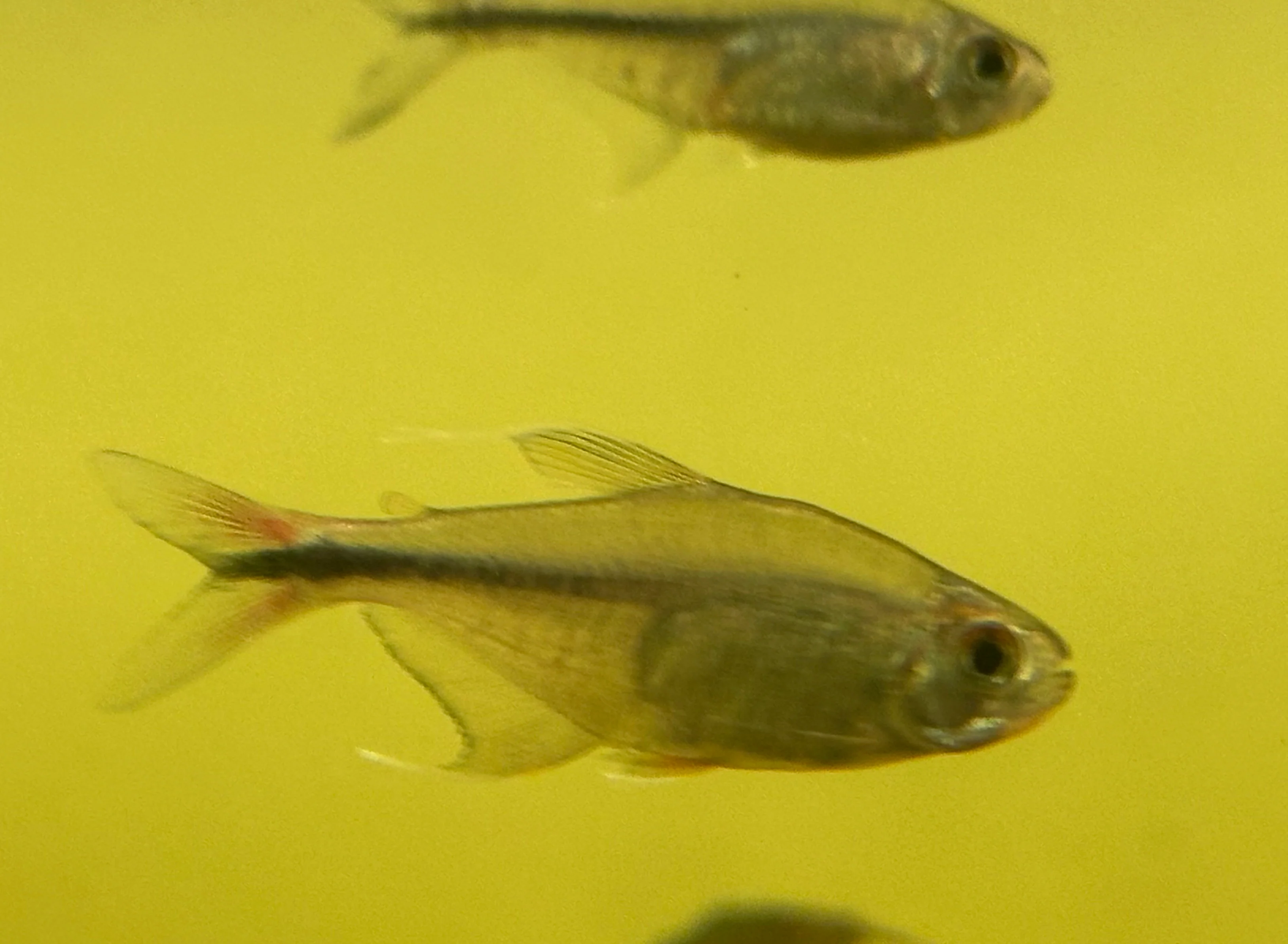 Phoenix Tetra (1.5”)