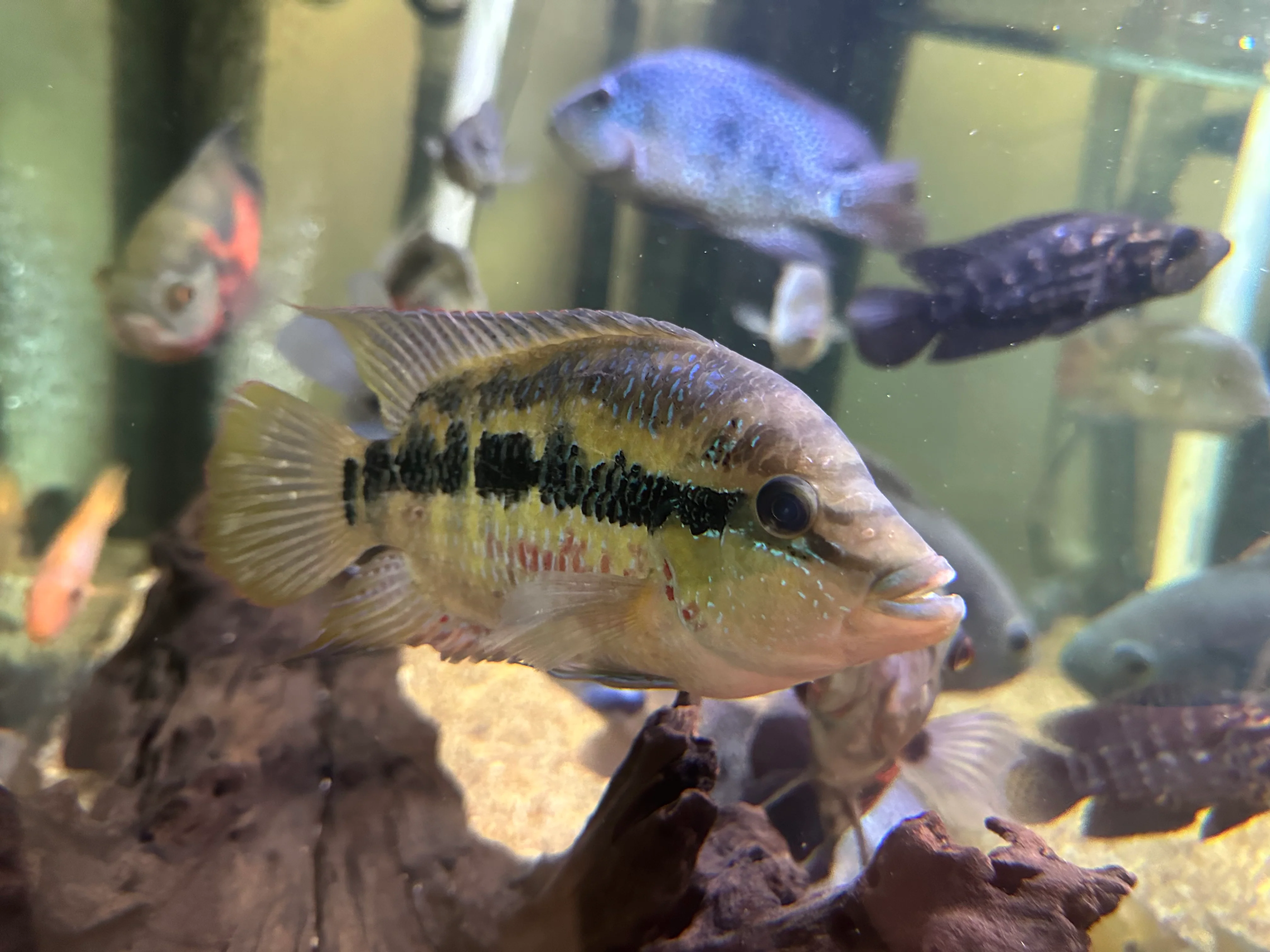 XL Salvini Cichlid (7”)