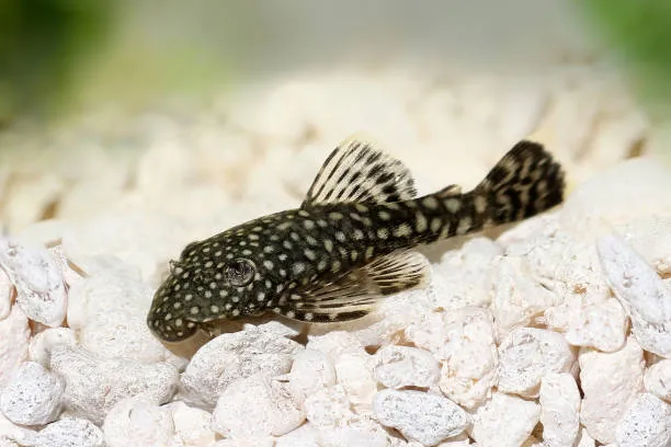 Bushynose Pleco - Sm