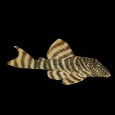 Tiger Peckolita Pleco