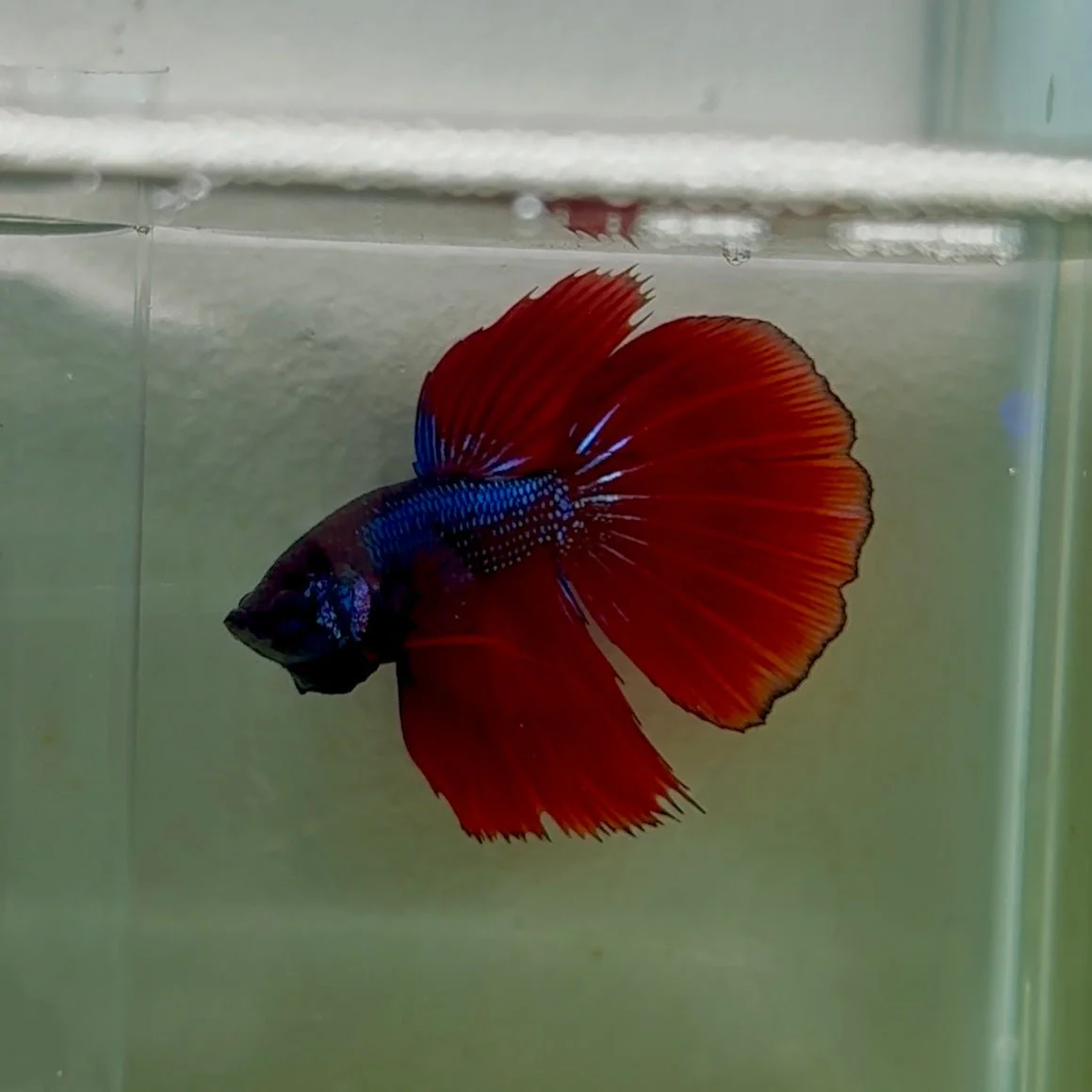 Delta Black Metallic Male Betta #Oc06