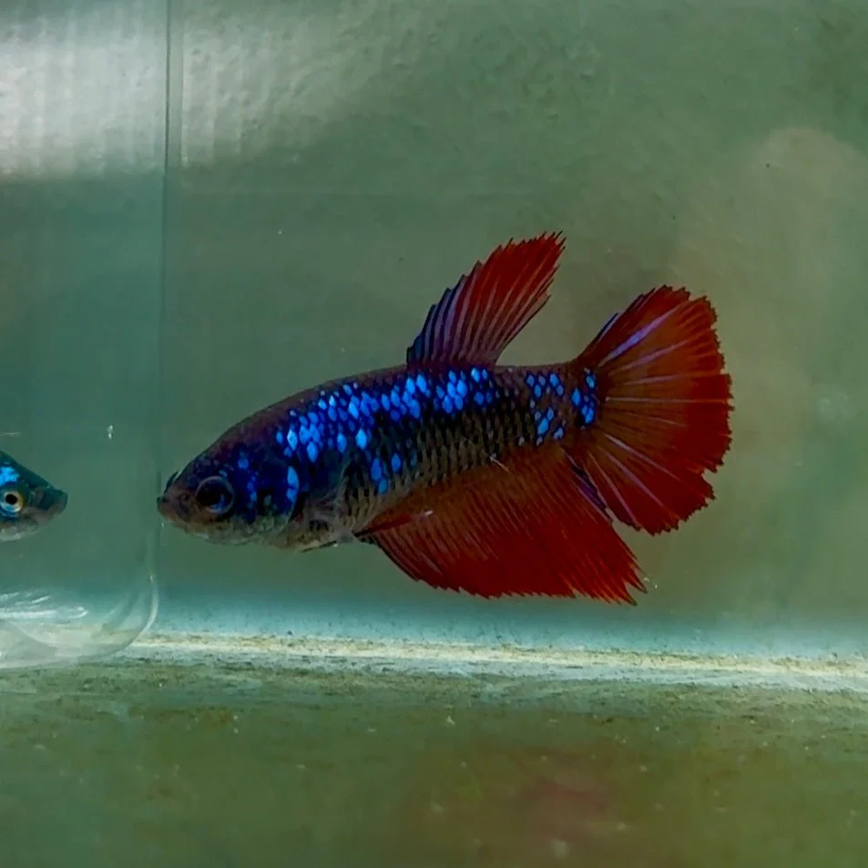 Halfmoon Avatar Female Betta #Oc43