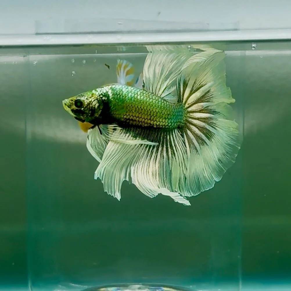 Halfmoon Hulk Copper Green Male Betta #Oc10