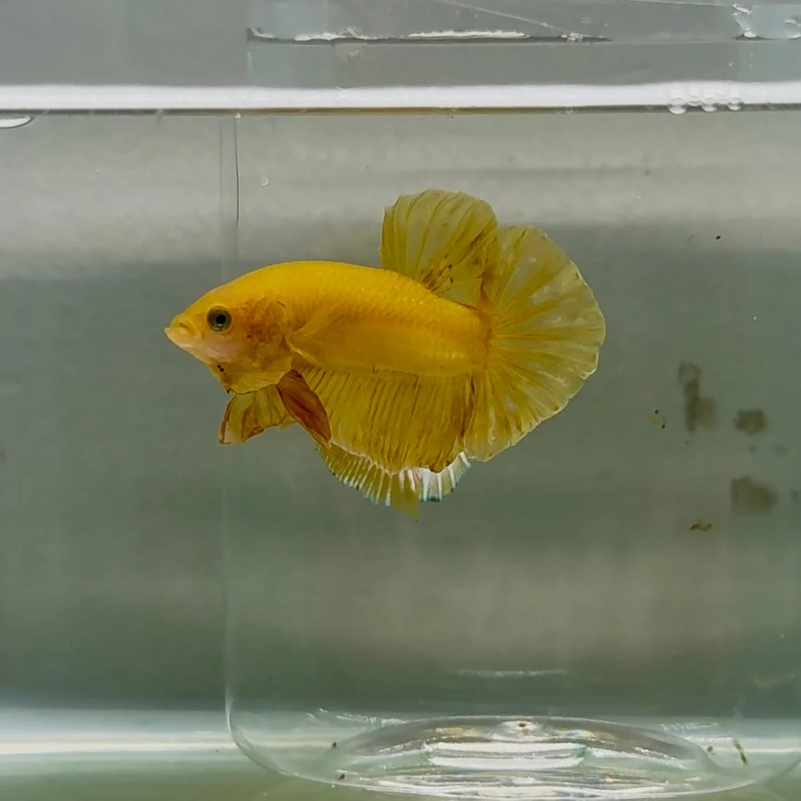 Plakat Super Yellow Male Betta #Oc25