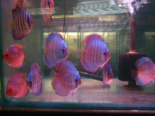 "DISCUS FISH SALE" Multi color 5 Pack "Delivered"