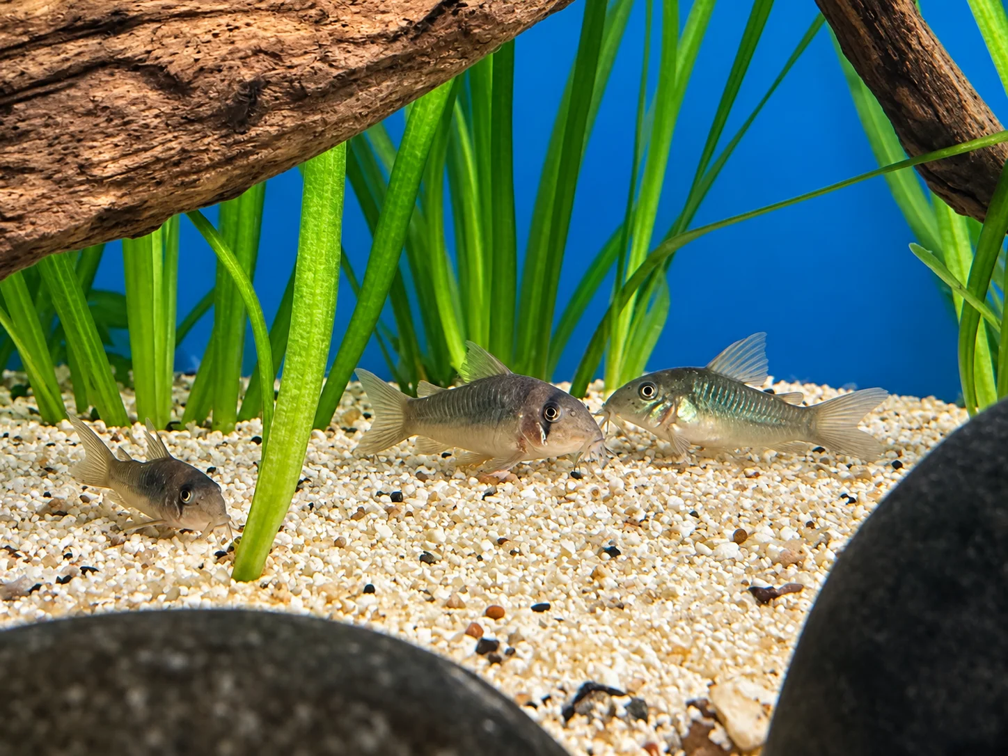 Bronze Corydoras (Corydoras aeneus) 1”+