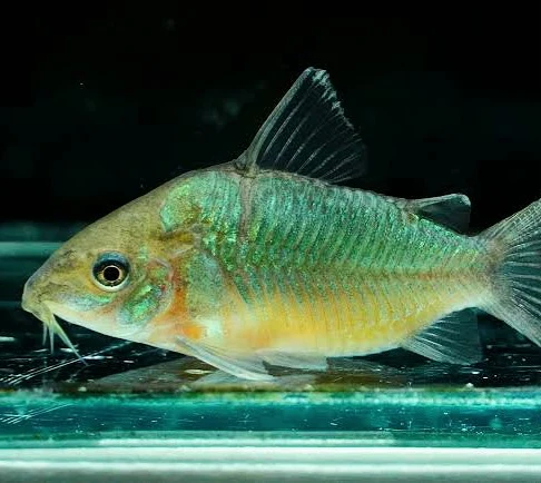 Green Geryi Cory Catfish (Corydoras geryi)