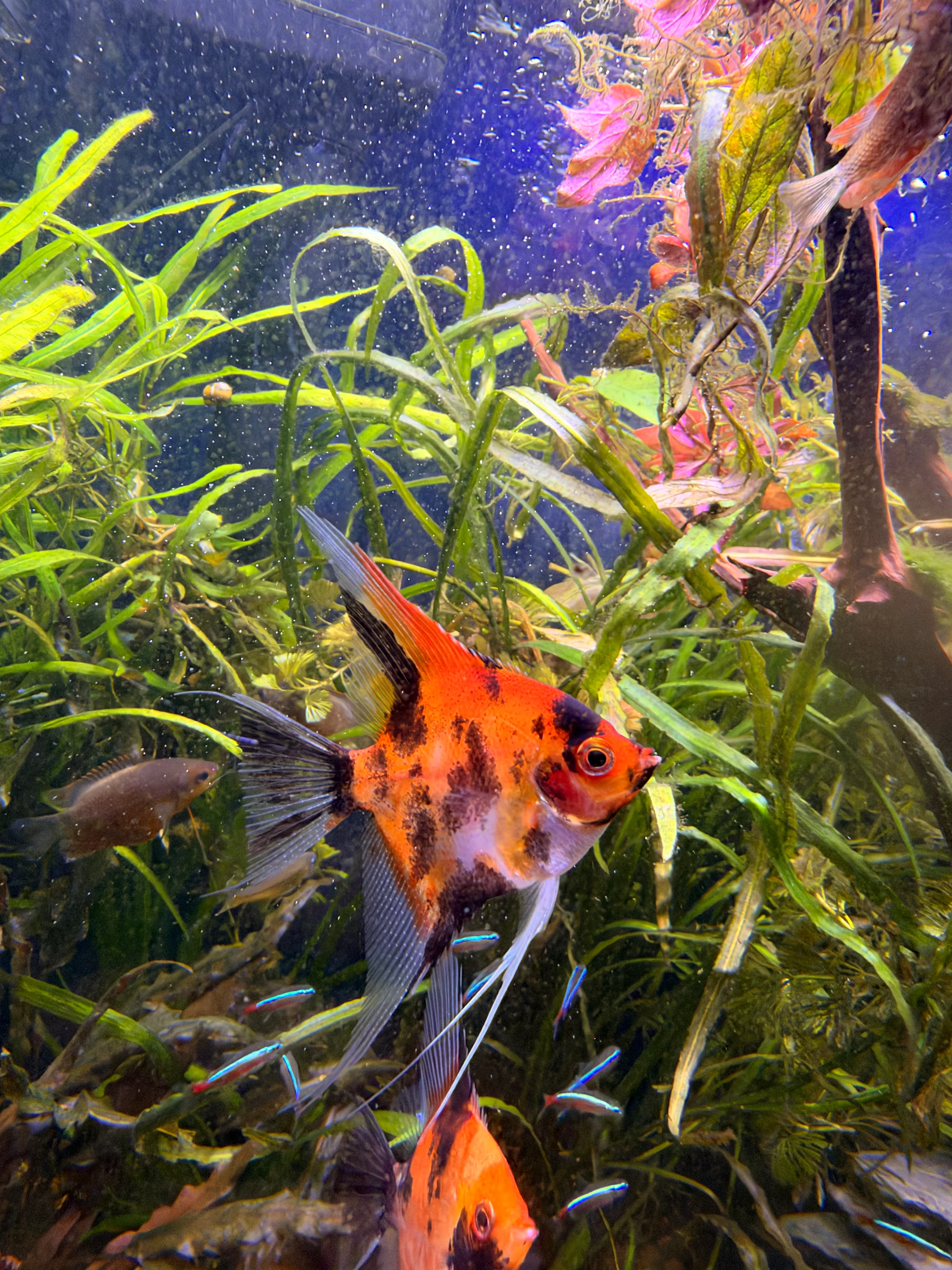 High-Quality Red Devil Angelfish (95% Red Coverage) Live Fish