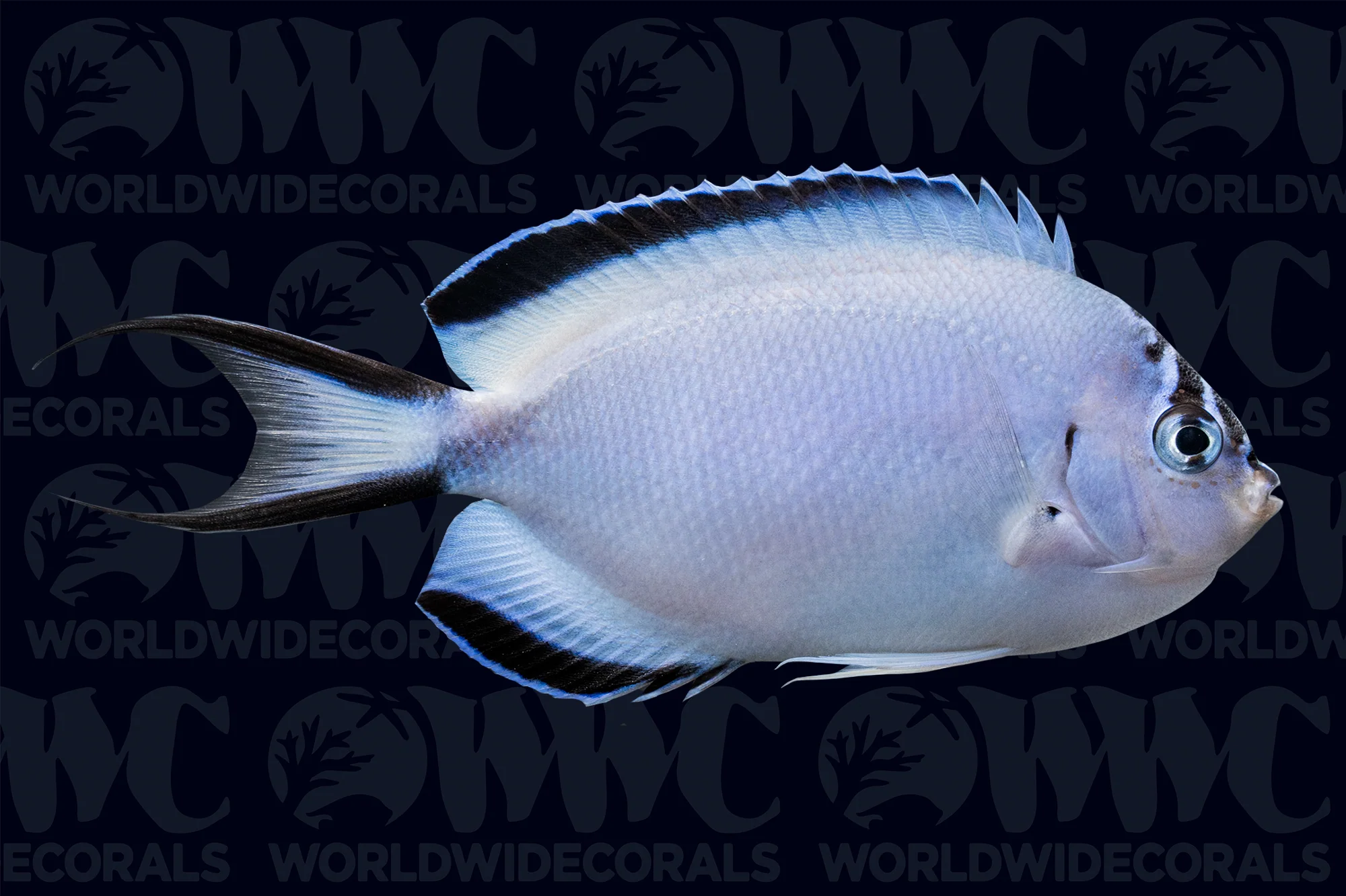 Watanabei Angelfish - Female - Fiji