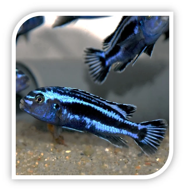 » African Cichlid | Maingano Cichlid (100% off)